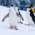 Guida pratica a Google Penguin