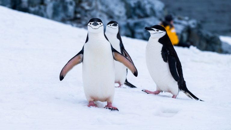 Scopri di più sull'articolo Guida pratica a Google Penguin