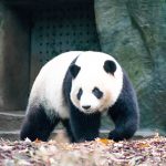 Guida pratica a Google Panda