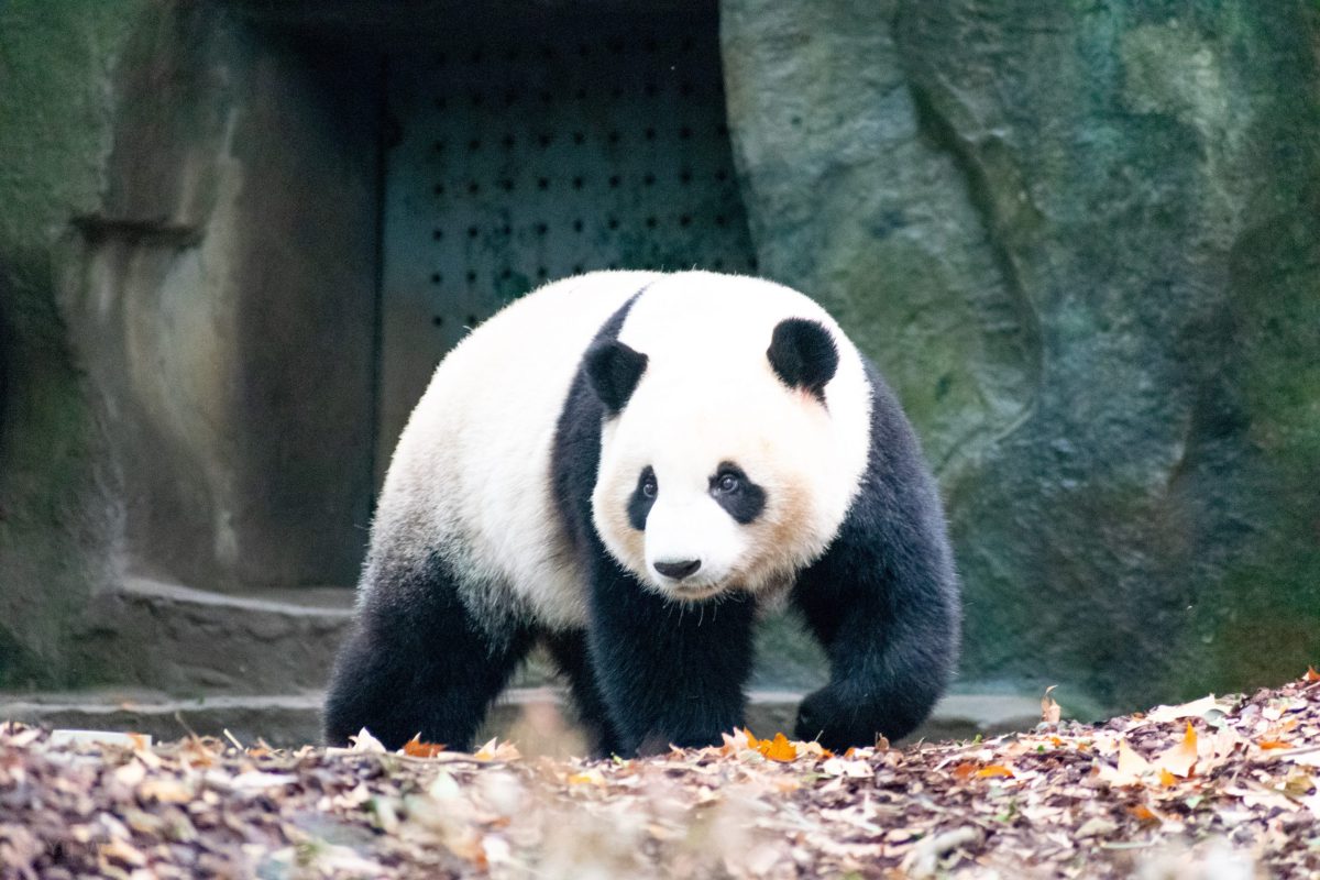 Scopri di più sull'articolo Guida pratica a Google Panda